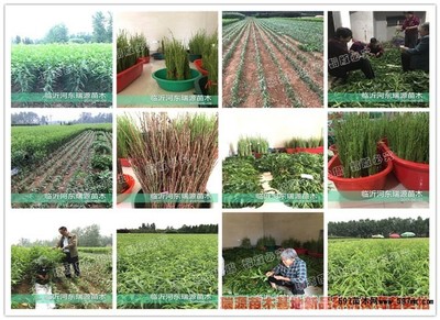 桃苗木種植技術(shù)與注意事項
