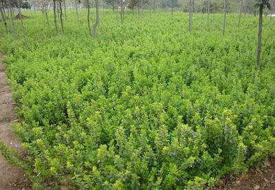 主供苗木衛(wèi)矛高60cm 種植要點與養(yǎng)護指南