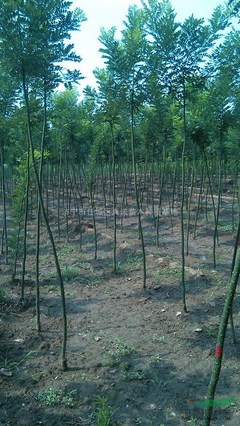 濟寧市任城區(qū)真誠苗木種植基地 綠色產(chǎn)業(yè)的領(lǐng)跑者