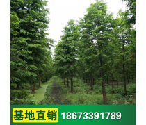 綠化苗木種植基地 苗木種植的關(guān)鍵技術(shù)與實踐指南
