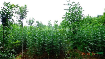 濟寧市任城區(qū)真誠苗木種植基地 綠色產(chǎn)業(yè)的璀璨明珠